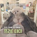 깔꼼 애견미용실 | 인천 구월 애견동반 미용실 프리티데이 앙포레 헤드스파 6개월후기