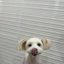 엘린퍼피 이미지