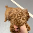 더(the)맑음 | 푸들 눈물 사료 시야 THE 맑음 기적의 후기