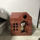 캣토리아 이미지