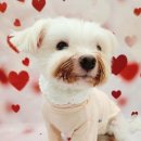 내 강아지의 봄 일산애견유치원&애견호텔 이미지