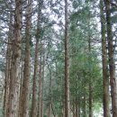 챠우챠우탕수육 | 애월 하귀 중국집, 챠우챠우의 짜장면&amp;탕수육