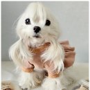 벨라스키친 이미지