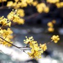 (주) 산수유 Daum카페