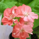 나비야(NABIYA) 이미지