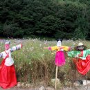 금산 진산면 두지리의 코스모스 축제(2회) 이미지