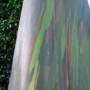 요런나무 보았나요 ? 무지개 유칼리 나무 (Rainbow Eucalyptus) 이미지