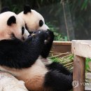 판다 이미지