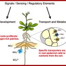 ABSORPTION OF MINERAL NUTRIENTS 영양소의 흡수 기작 이미지