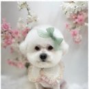 우리집강아지 애견미용 이미지