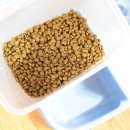 도기 Doggie 이미지