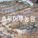 이슬로건강원 - 밀양시 중앙로 347 | 이슬로건강원
