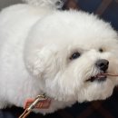 펫크닉 | [사가정] 믿고 먹는 애견간식, 사가정 수제간식 펫크닉 | 신메뉴 후기