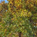 여주강변막국수 | 서울서 1시간 반! 여주 강천섬 당일치기 완벽 가이드