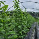 재호농장 이미지