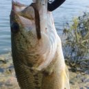 고삼지 | [정보 수집] 이제 고삼지 배스를 노려보자!