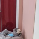 쌀롱 드 빼로 이미지