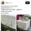 남포동에서 금손 할아버지가 만든 방아깨비 이미지