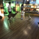 도그앤피플 동물병원 이미지