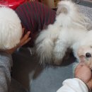 울산제이앤독애견샵