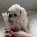 고양이 발바닥 | 산책 후 촉촉 케어, 강아지 고양이 발바닥 보습제 사용 후기