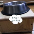 뚱강아지 이미지