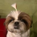 나라라펫 | 남양주 애견미용 잘 하는곳, 나라라펫 | 애견미용, 애견유치원, 애견호텔, 놀이방 | 화도 마석 애견미용...