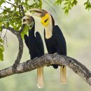 화환코뿔새 [Wreathed Hornbill] 이미지