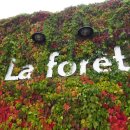 🌳 밴쿠버 숨은 보석! La Forêt 베이커리 카페 완벽 방문 후기 ☕🥐