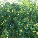 셋집매농가맛집 이미지