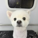 뽀송하랑 이미지