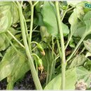 기봉농장 이미지