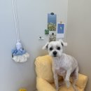 꽃개애견미용 | [배곧애견미용] 몽실뜰 스트레스 없는 정왕동애견미용 후기