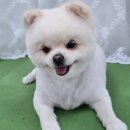 도그 애견미용실 이미지