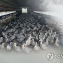 영암농장 이미지