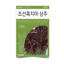씨앗