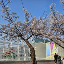 화랑유원지 | 안산 벚꽃 데이트 화랑유원지 &amp; 경기도미술관 '흐르고 쌓이는' 후기