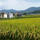 황금들녘 이미지