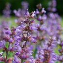 세이지 필라테스 이미지