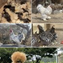 닭세상농장 이미지
