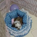 [공지] 초코의 펫방석! 공유서비스 (웰스케어 협동조합) 완벽한 세탁! 환경을 생각하는 반려용품 ONE...