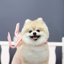 멍멍뷰티 네이버블로그