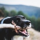 시그널동물병원 이미지