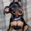 좋은강아지 이미지