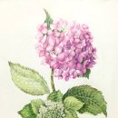 힐링 꽃과 식물 세밀화 이미지