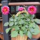 반포서래 이미지