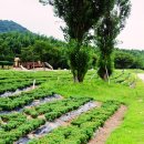 태화강국가정원 이미지