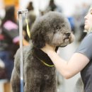 이삭애견 | 애견미용샵 창업 리얼 인터뷰 ( 창업비용, 매출액 수익 등 알아보기 )