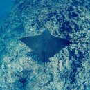 사이판 마나가하섬 거북이 스노쿨링 다이빙 투어