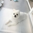 아름답개 이미지